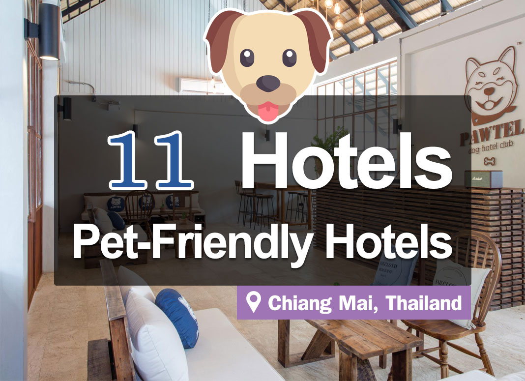 The 11 Best Pet-Friendly Hotels in Chiang Mai